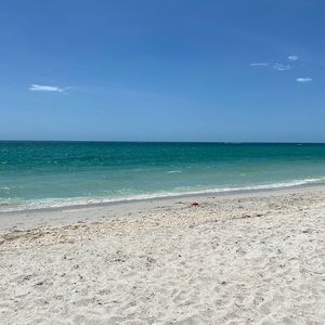 Reserved for Rhonda S- seashells from Gulf of Mexico (shells  only)